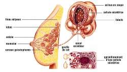 Most cancers Du Foie Hérédité