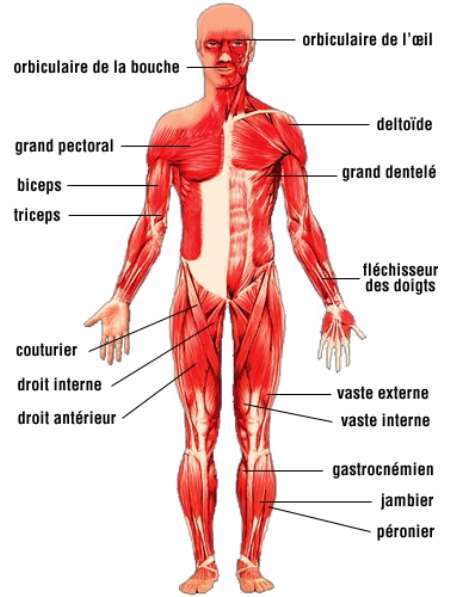 Électromyogramme