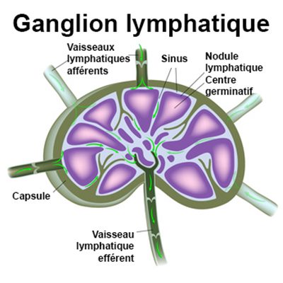 Ganglions lymphatiques