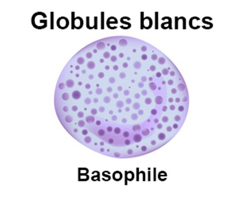 Basophilie