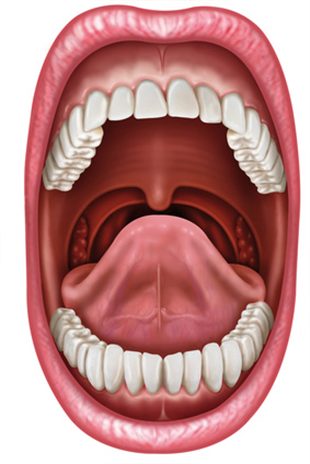Mastication : définition - docteurclic.com