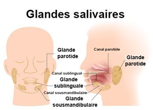 Le service de poitrine de laorte la traduction