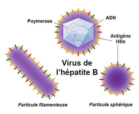Recherche de l'hépatite B