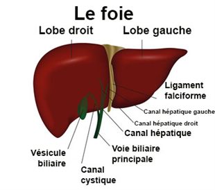 comment traiter la maladie de gilbert