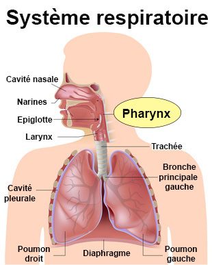comment soigner pharyngite