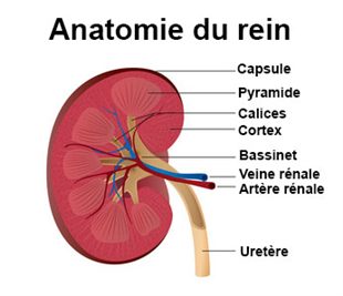 La grossesse de 10 semaines fait mal fortement les reins et rend au pas