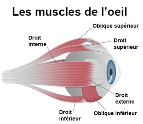 Muscles de l'oeil