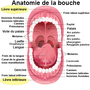 commissures levres fendues commissures levres fendues