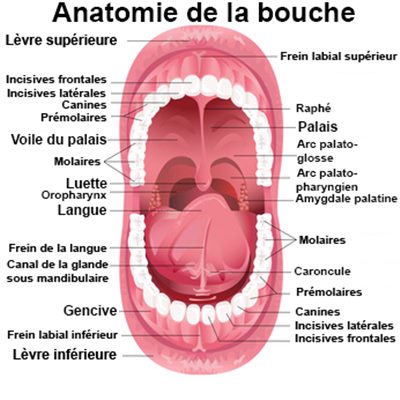 Anatomie de la bouche