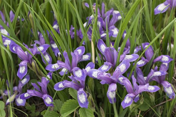 Iris versicolor (homéopathie)