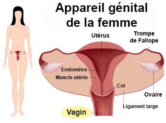Maladies du vagin