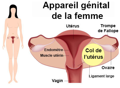La douleur geignant au dessous du ventre et les reins