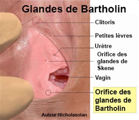 Glandes de Bartholin