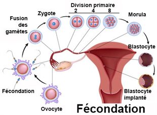 rencontre spermatozoide et ovule