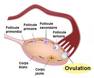 How To Induce Ovulation