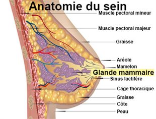 SEINS MASTURBER ADOLESCENT CHAUD Seins virgin teen grande jeune