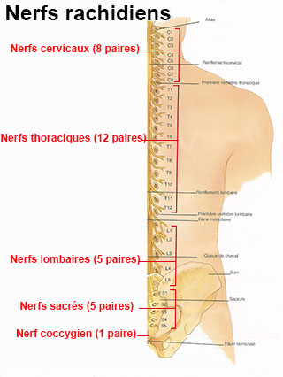 Osteokhondroz et labsence des mensuels