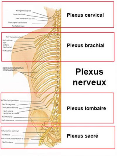 Plexus nerveux
