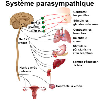 Comme augmentera penis en 2 semaines