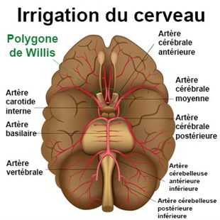 Avec laide des cils qui se déplacent la lamblia