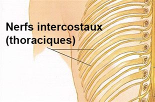 Les schémas du traitement de la hernie de lépine dorsale