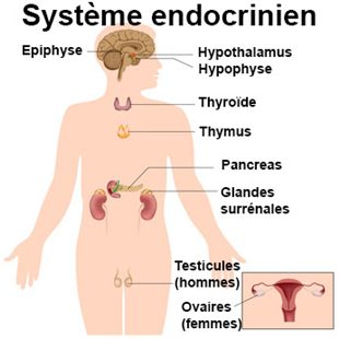 exemple de glande endocrine