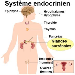 De quoi komedony sur le corps