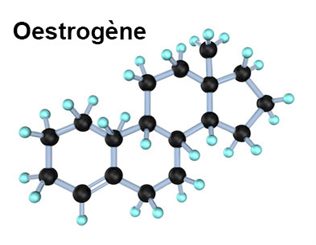 oestrogène