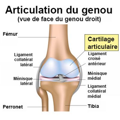 Cartilage articulaire