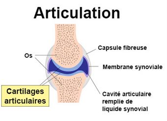 cartilages articulaires