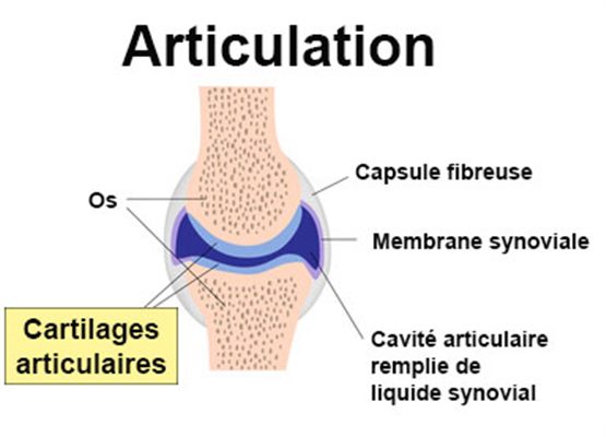 Maladies du cartilage articulaire