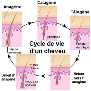 Le masque de coco pour les cheveux le profit