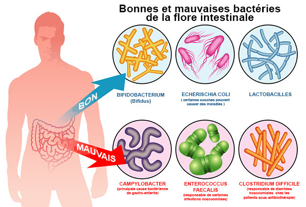 Flore commensale : définition - docteurclic.com