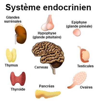 Perturbateurs endocriniens
