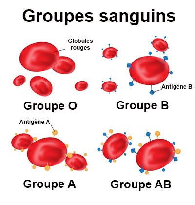 Groupes sanguins