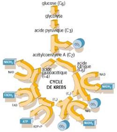 Cycle de Krebs