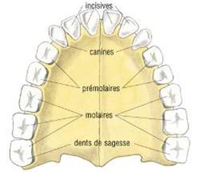 dentition