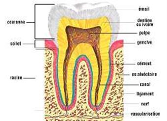 structure de la dent