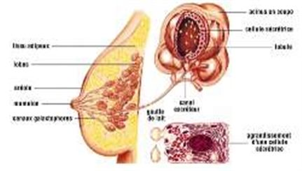 Douleurs des seins : symptômes, traitement, définition ...