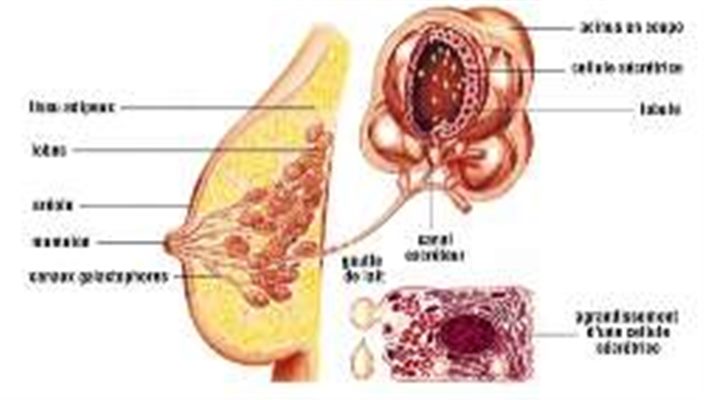 Kyste du sein : symptômes, traitement, définition - docteurclic.com