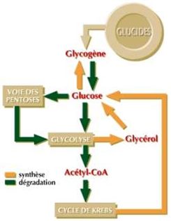métabolisme des glucides