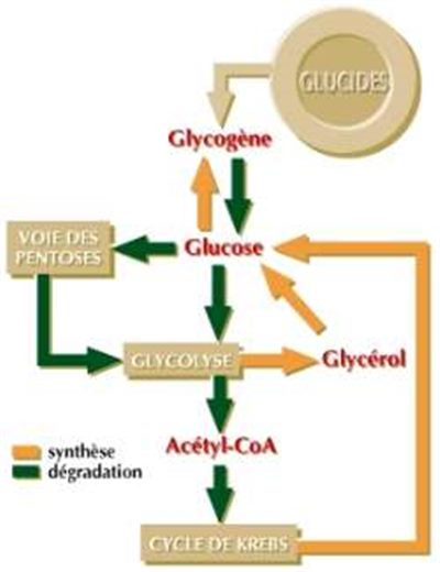Métabolisme des glucides