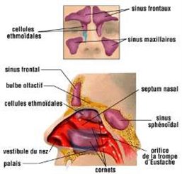 Sinus : définition et schéma (frontal, maxillaire)