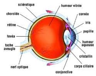 schéma de l'oeil