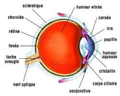 Problèmes d'yeux : définition - docteurclic.com