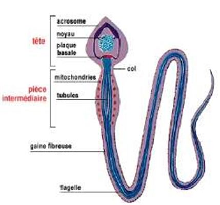 Spermatozoïdes