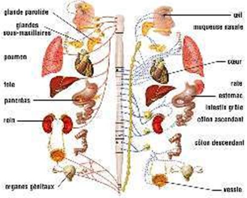 Système nerveux végétatif