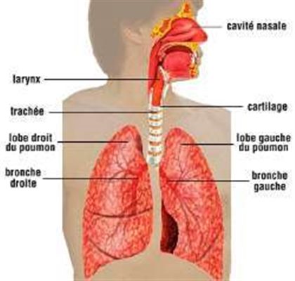 Fibroscopie broncho-pulmonaire