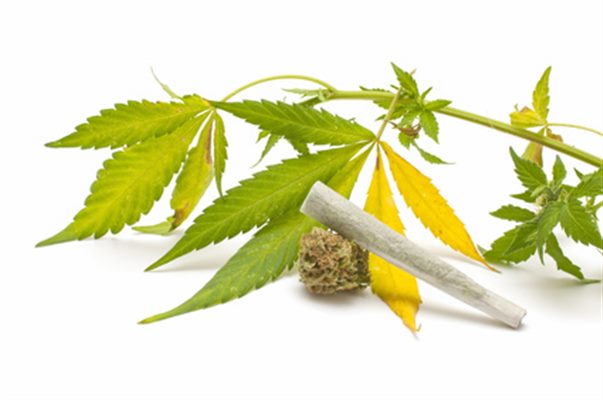 Cannabis : définition - docteurclic.com