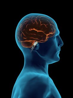 cerveau